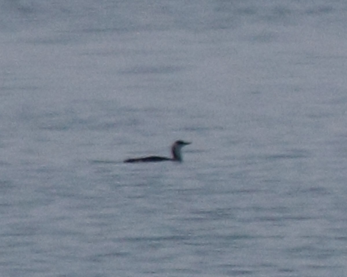 Red-throated Loon - ML36104071