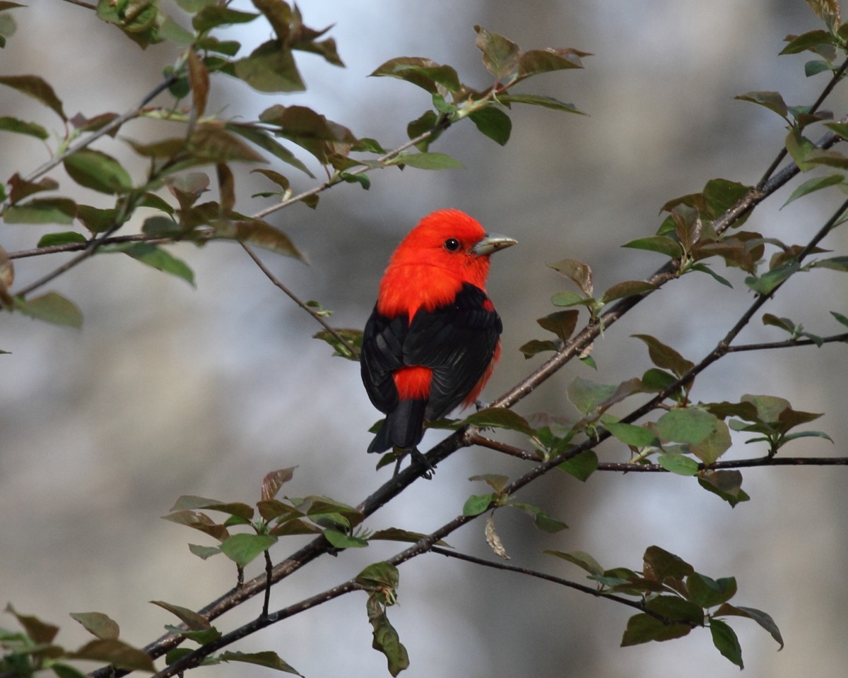 Scarlet Tanager - Mike V.A. Burrell