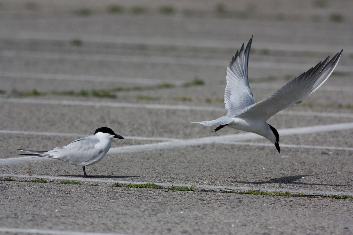 Gull-billed Tern - Jay McGowan