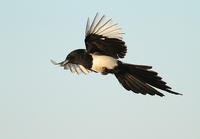 Eurasian Magpie (Eurasian) - Jeremiah Trimble