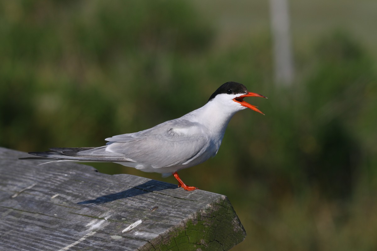 Common Tern - Devin Griffiths