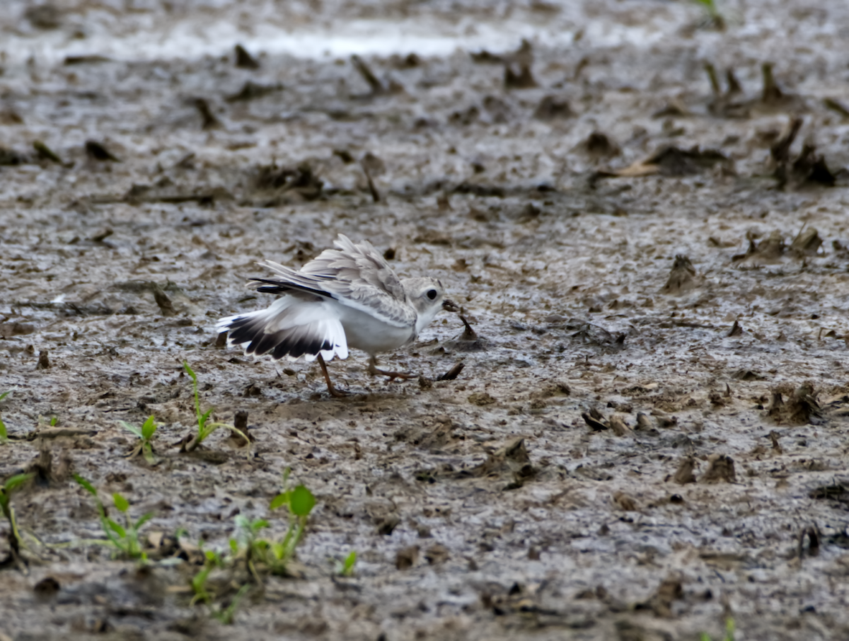 Piping Plover - ML361067661