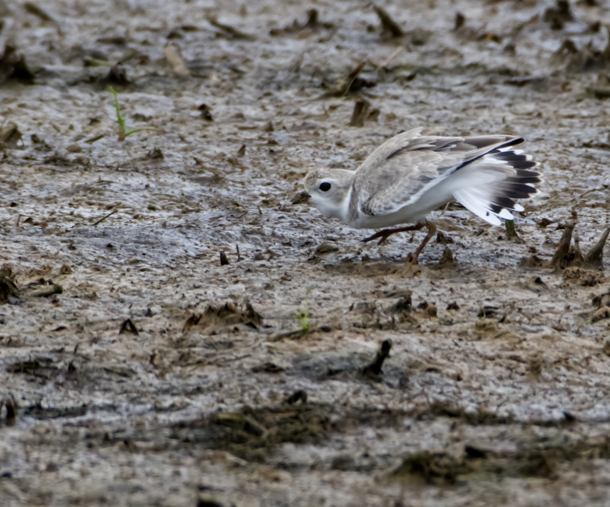 Piping Plover - ML361067731