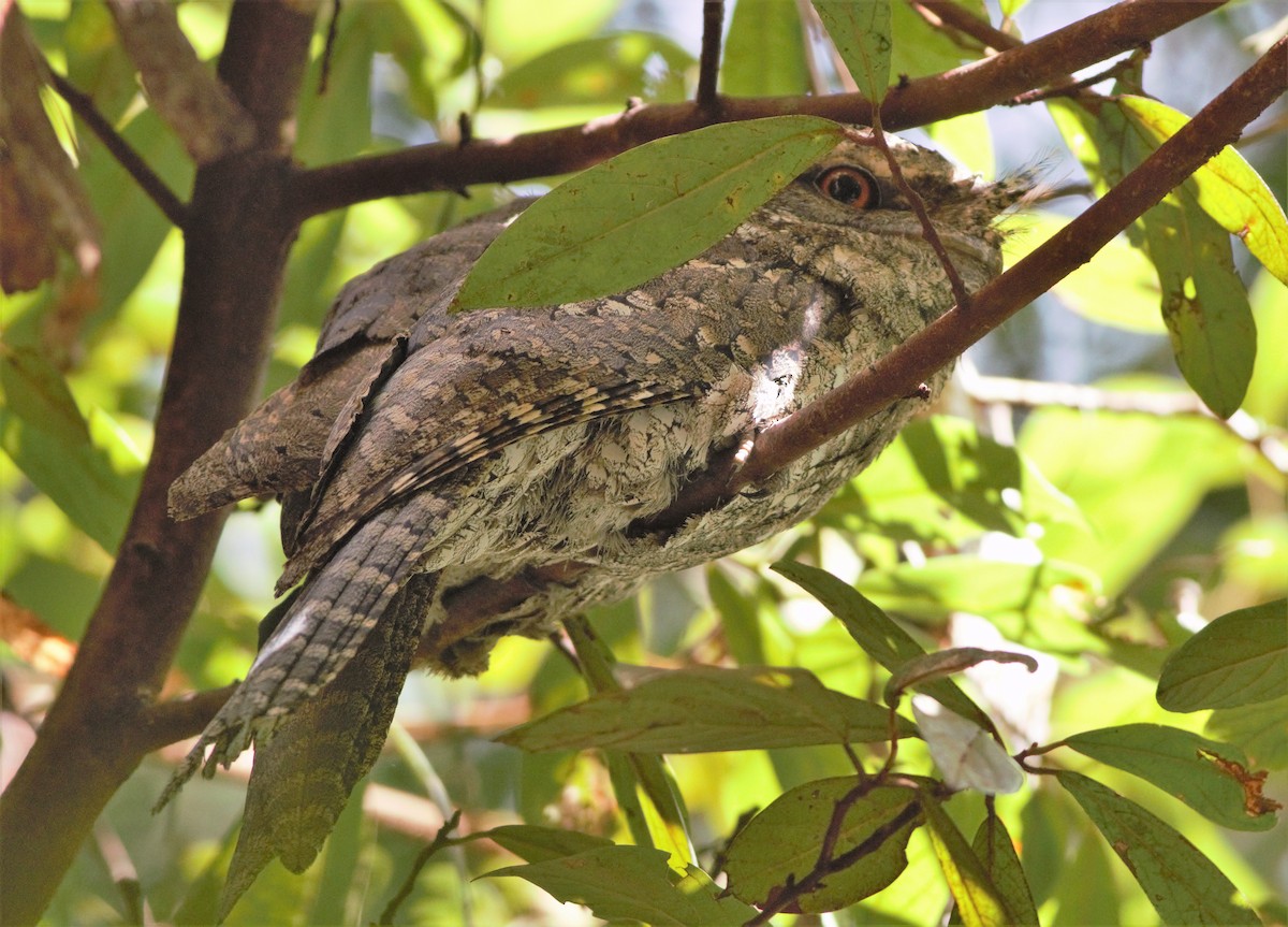 Marbled Frogmouth - ML361069471