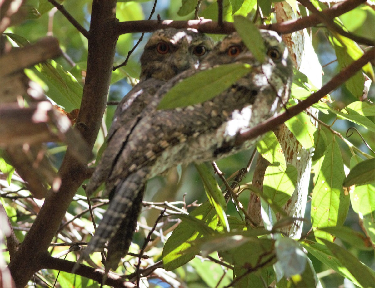 Marbled Frogmouth - ML361069481
