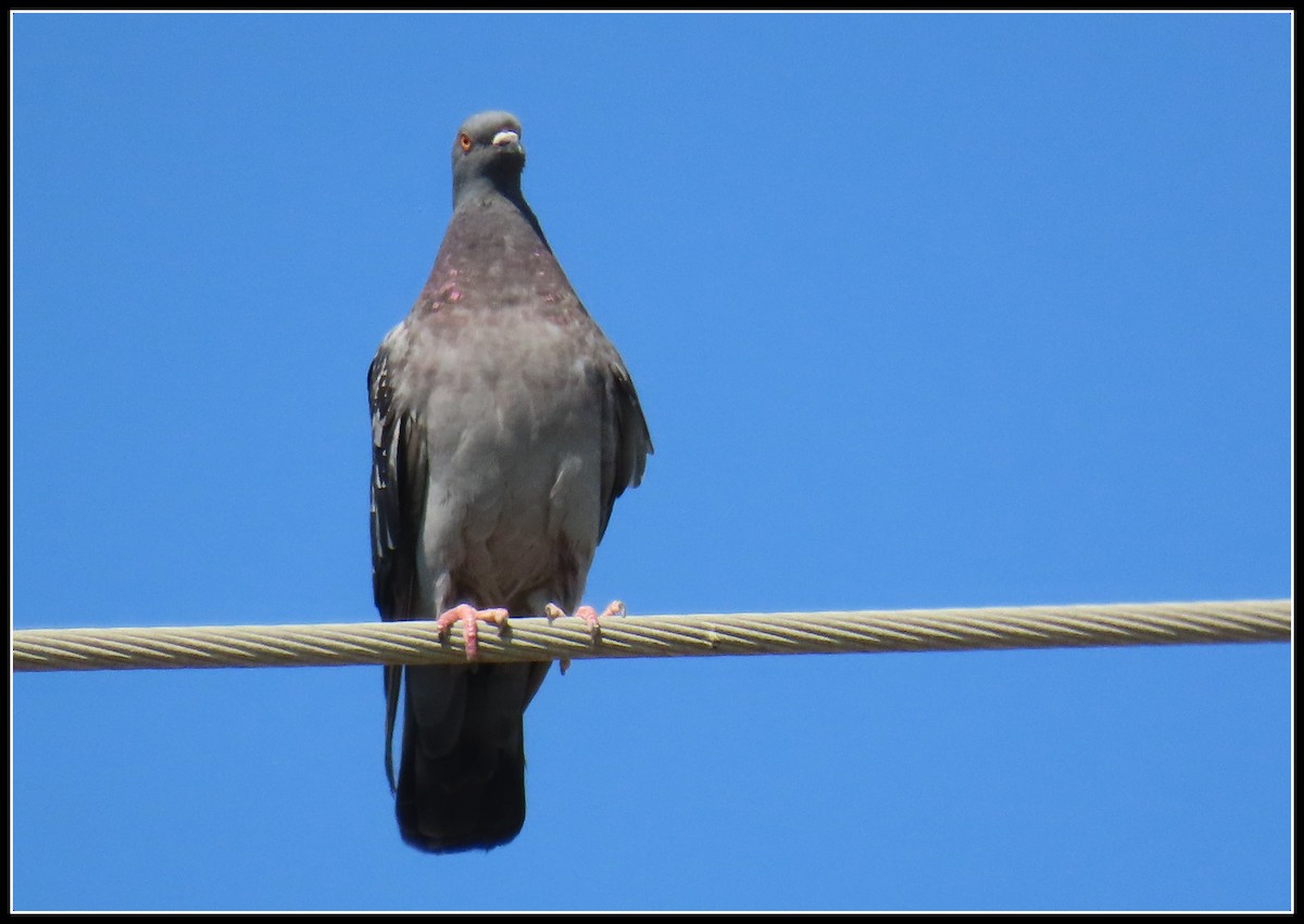 Rock Pigeon (Feral Pigeon) - ML361069991