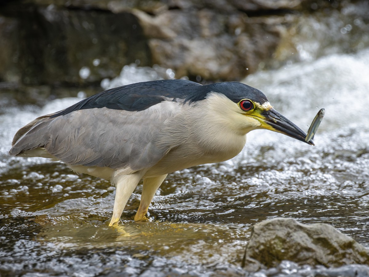 Black-crowned Night Heron - Nycticorax nycticorax - Birds of the World