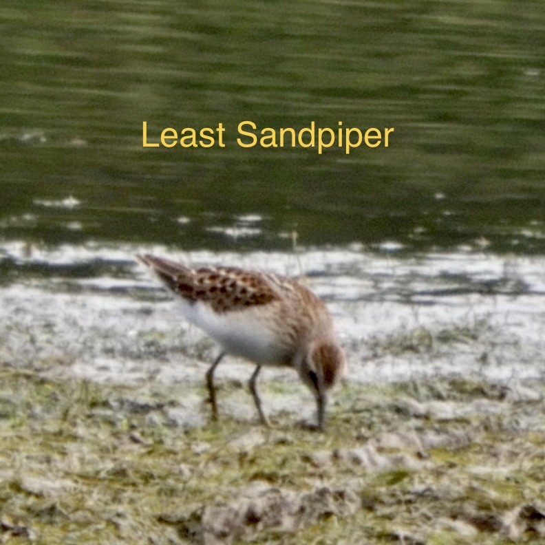 Least Sandpiper - ML361070271