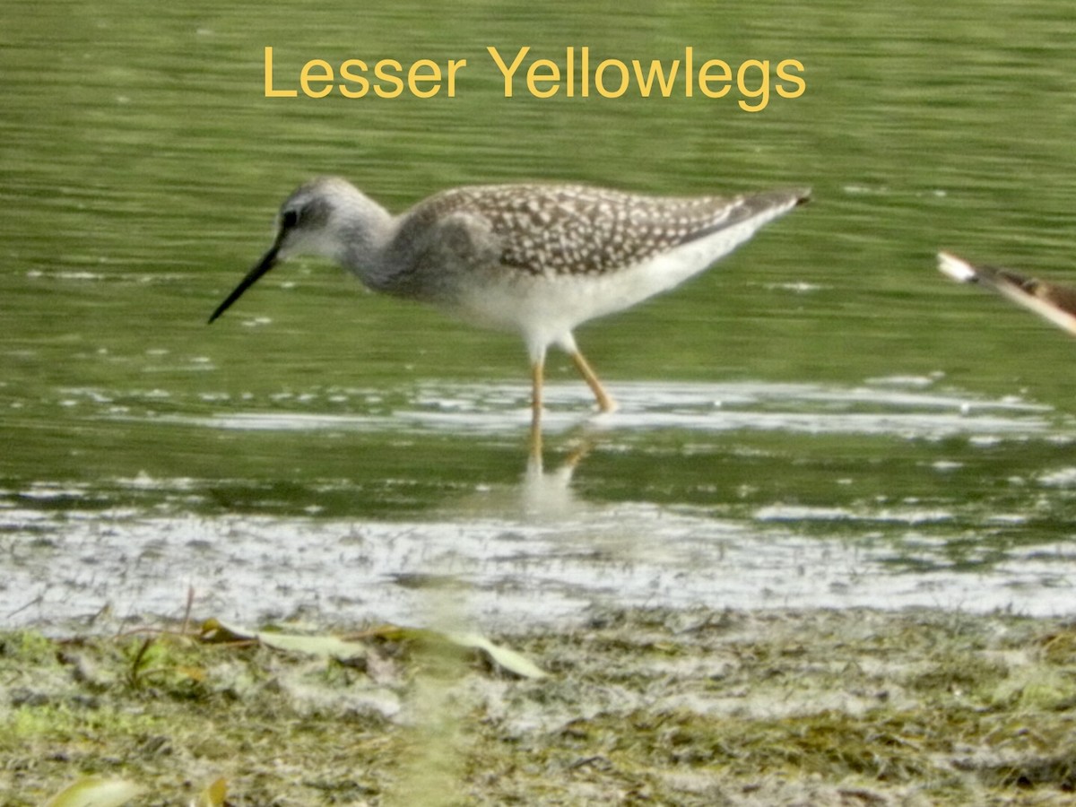 Lesser Yellowlegs - Lois Rockhill