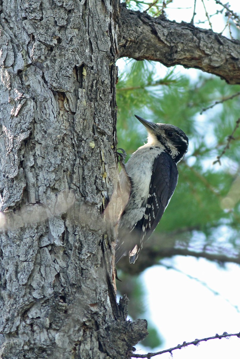 Eurasian Three-toed Woodpecker - ML36107071