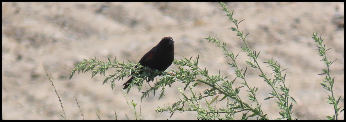 Red-winged Blackbird - ML361070751