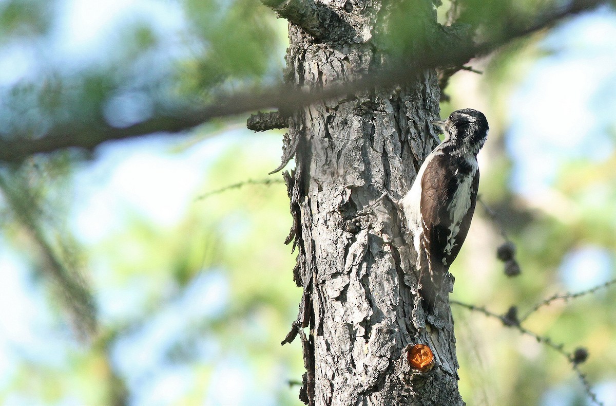 Eurasian Three-toed Woodpecker - ML36107081