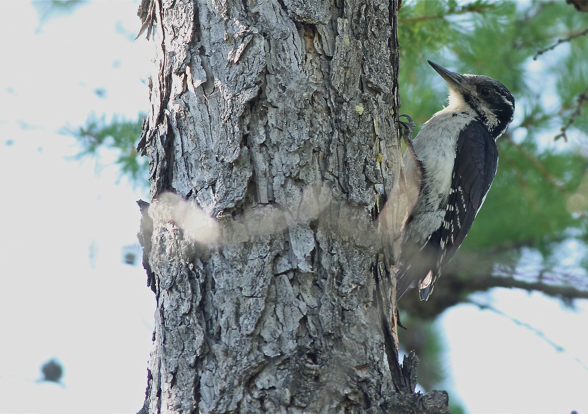 Eurasian Three-toed Woodpecker - Jeremiah Trimble