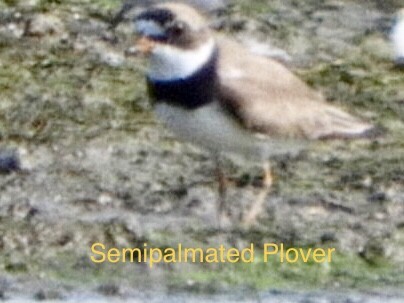 Semipalmated Plover - ML361071311