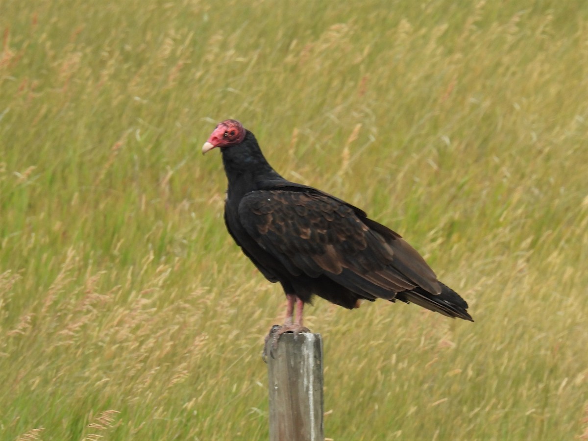 Turkey Vulture - Pam Hawkes