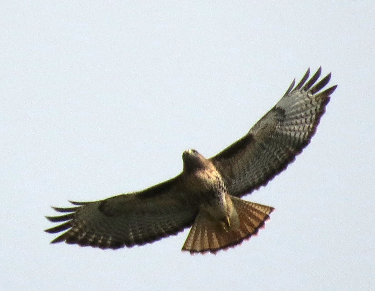 Red-tailed Hawk - ML361078291