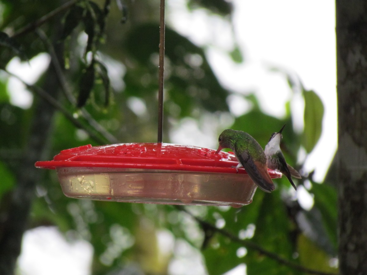 Rufous-tailed Hummingbird - ML361078841