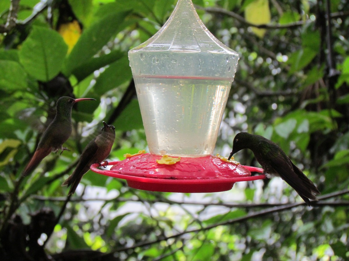 Rufous-tailed Hummingbird - ML361078851