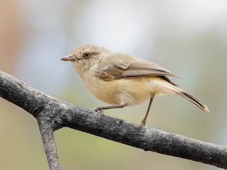  - Buff-rumped Thornbill