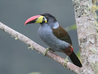  - Gray-breasted Mountain-Toucan