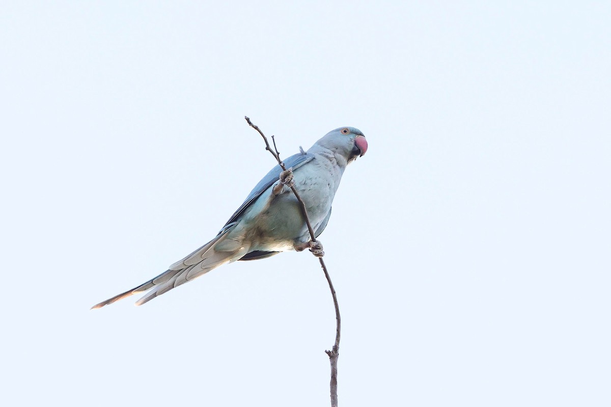 Rose-ringed Parakeet - Ged Tranter