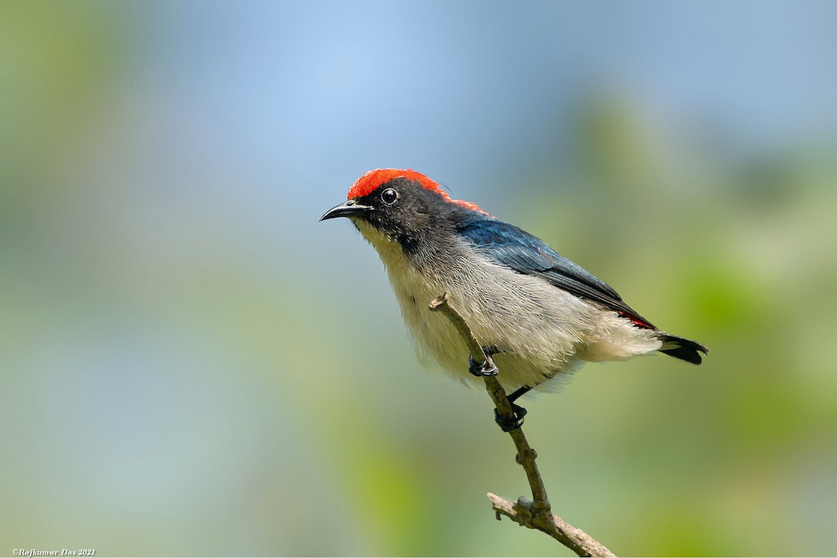 Scarlet-backed Flowerpecker - Rajkumar Das