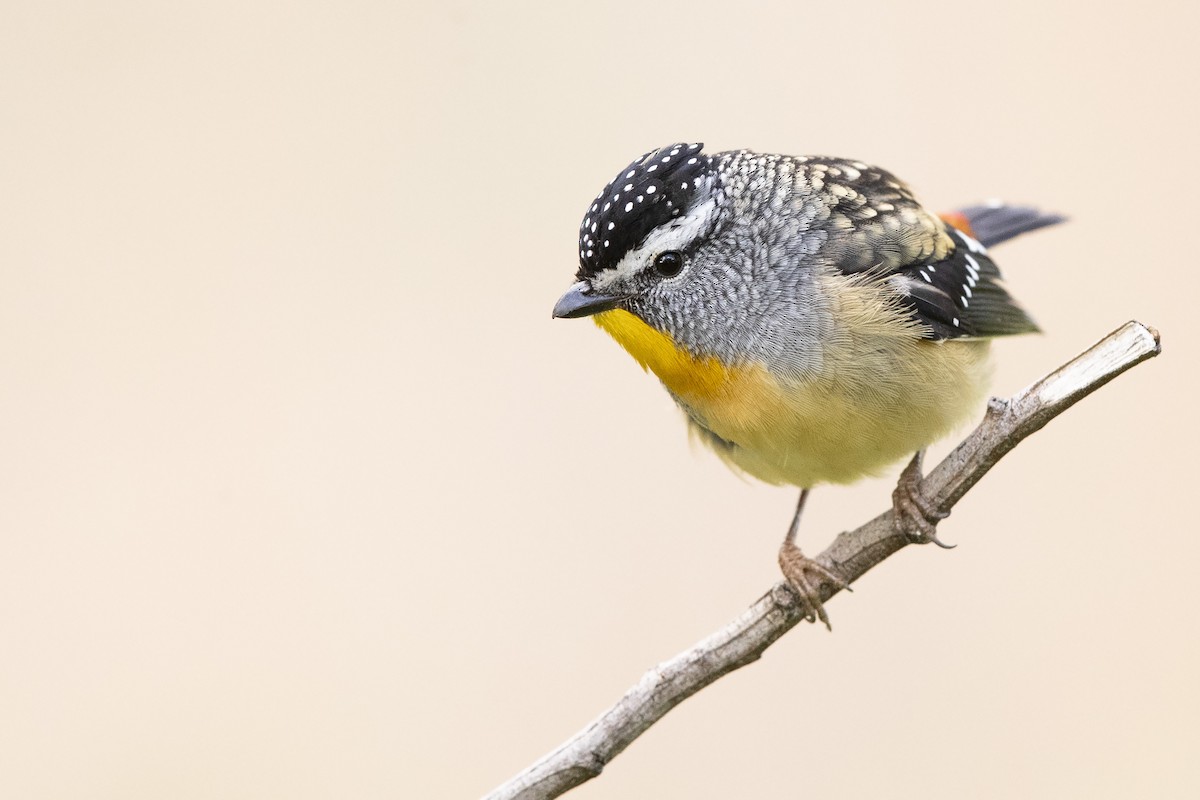 Spotted Pardalote - ML361097701