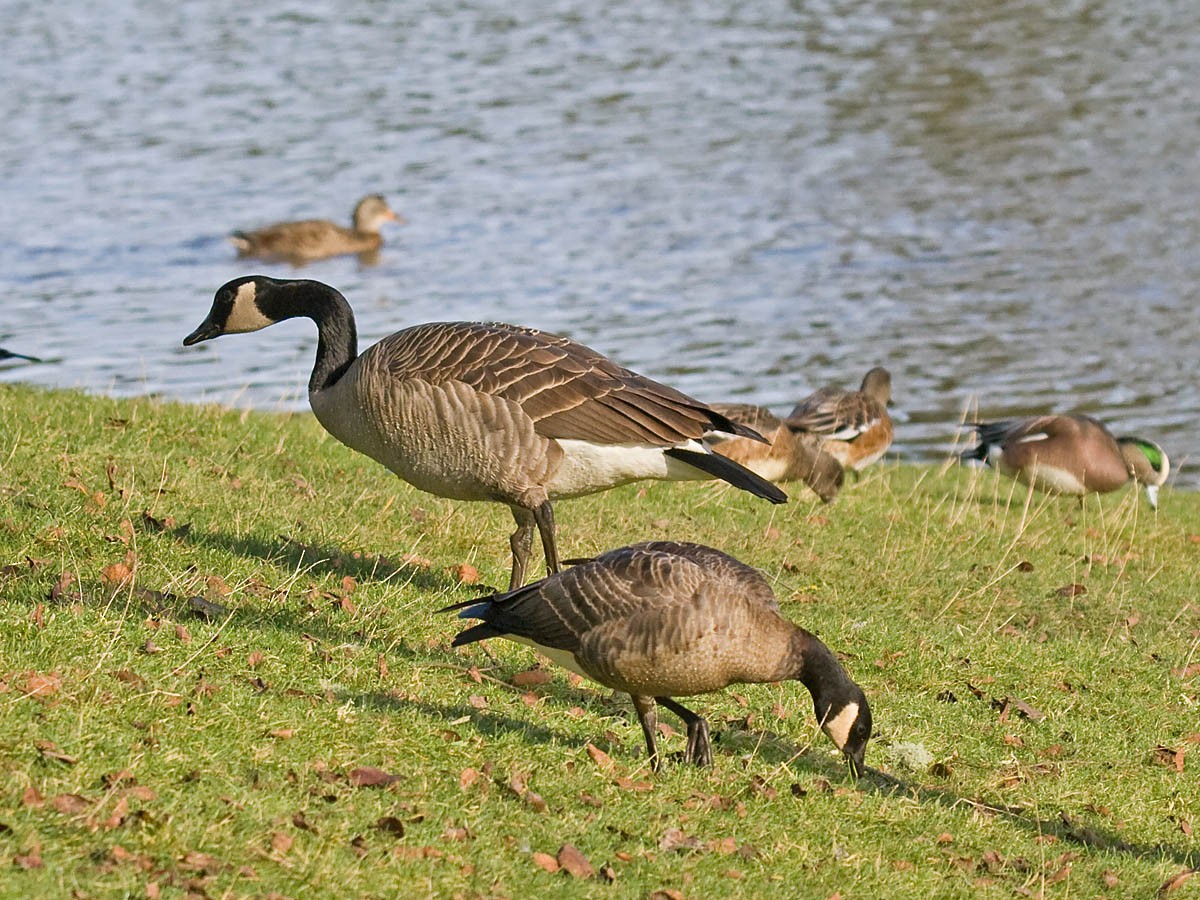 Cackling Goose (minima) - ML36109991