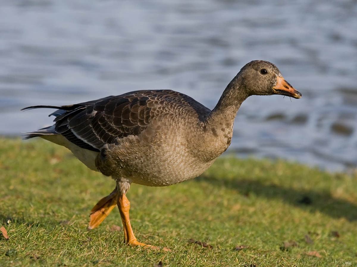 Greater White-fronted Goose - ML36110081