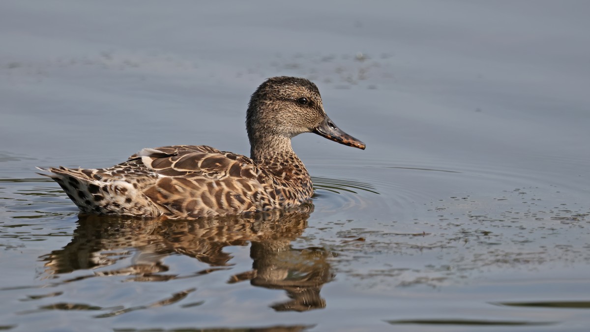 Green-winged Teal - ML361104841