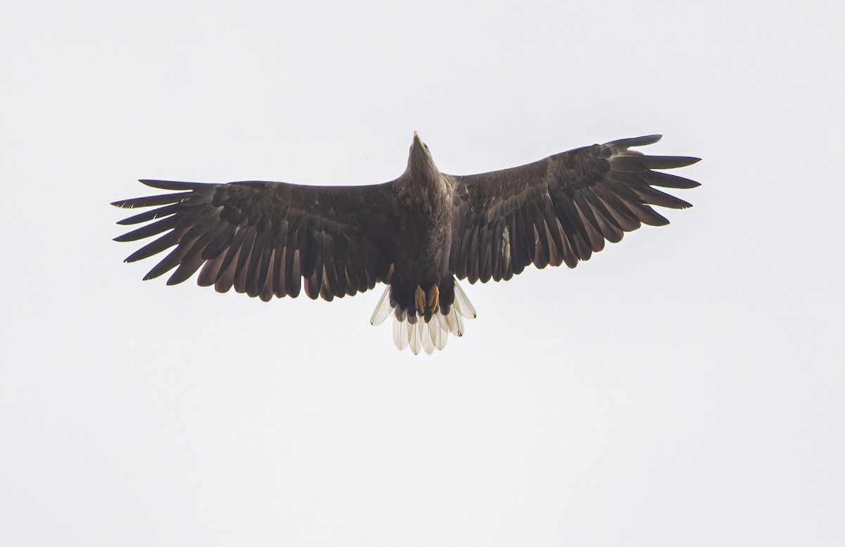 White-tailed Eagle - Lars Petersson | My World of Bird Photography