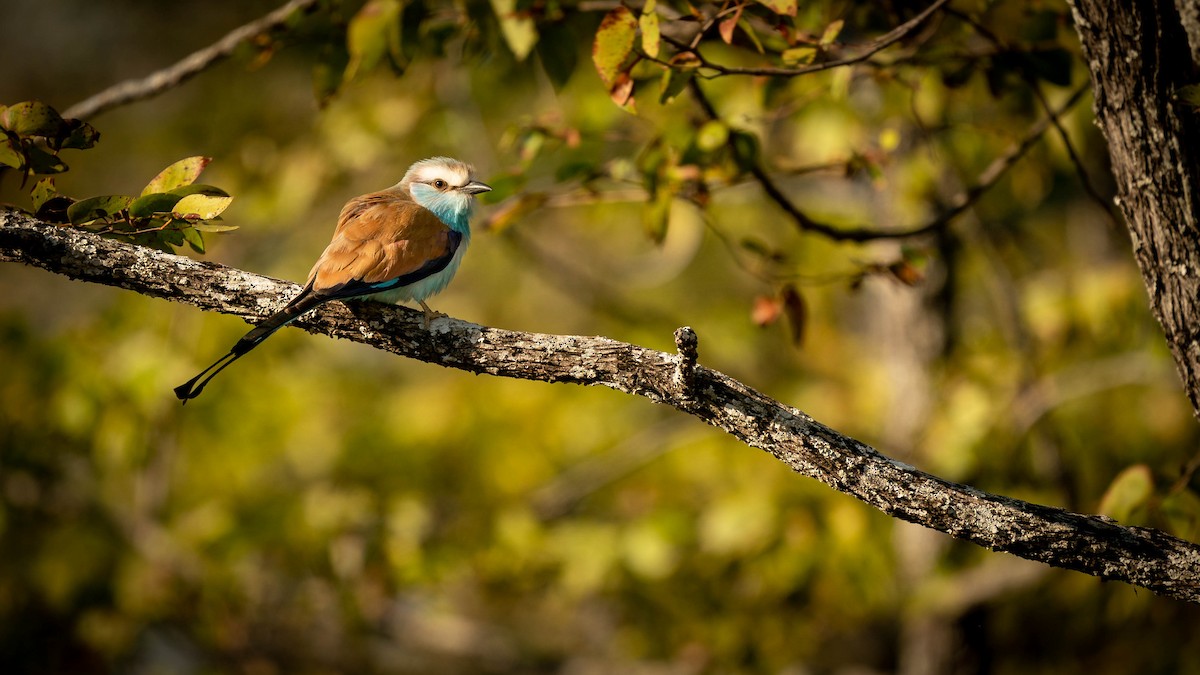 Racket-tailed Roller - ML361105101