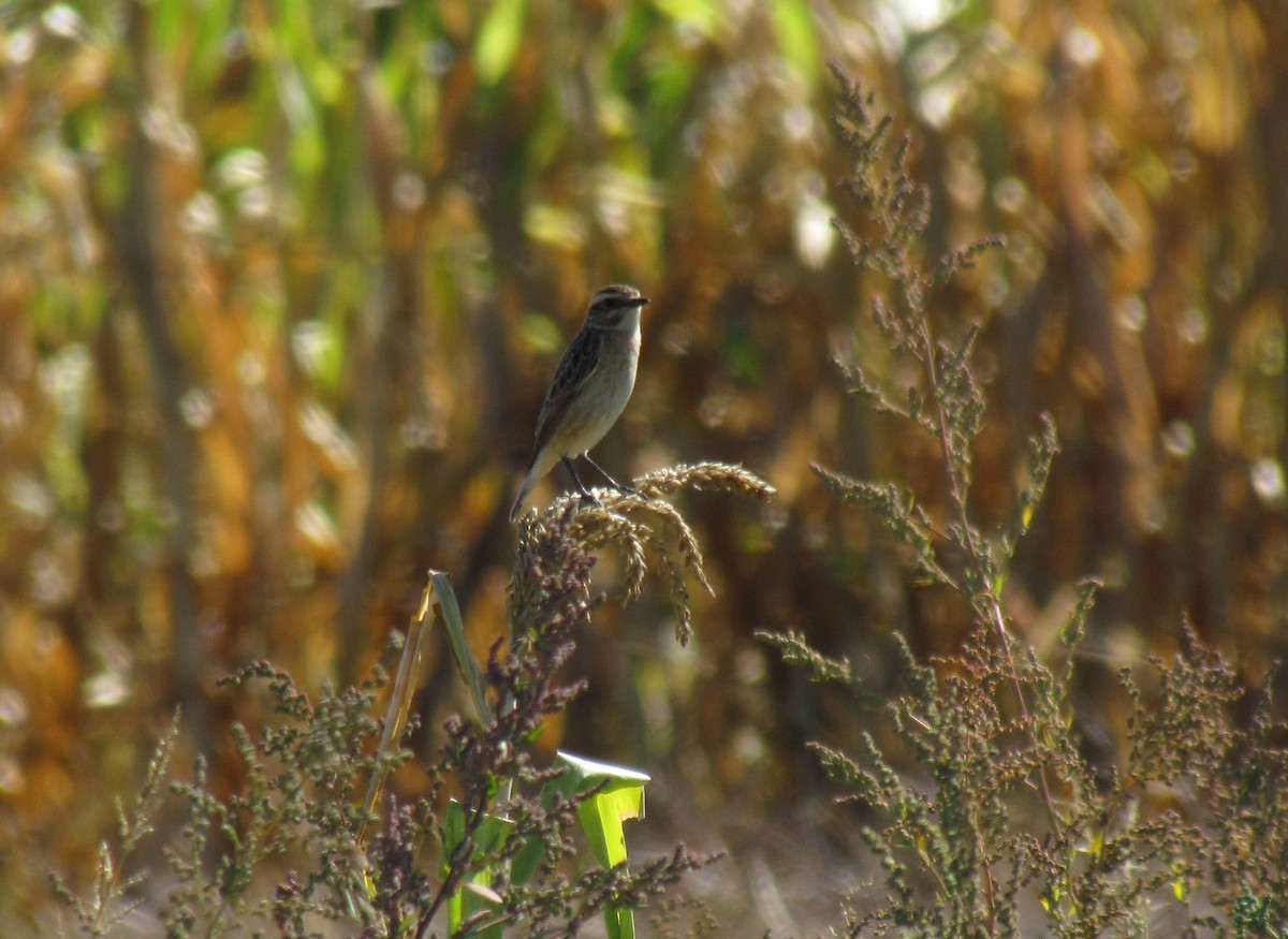 Whinchat - ML36110631