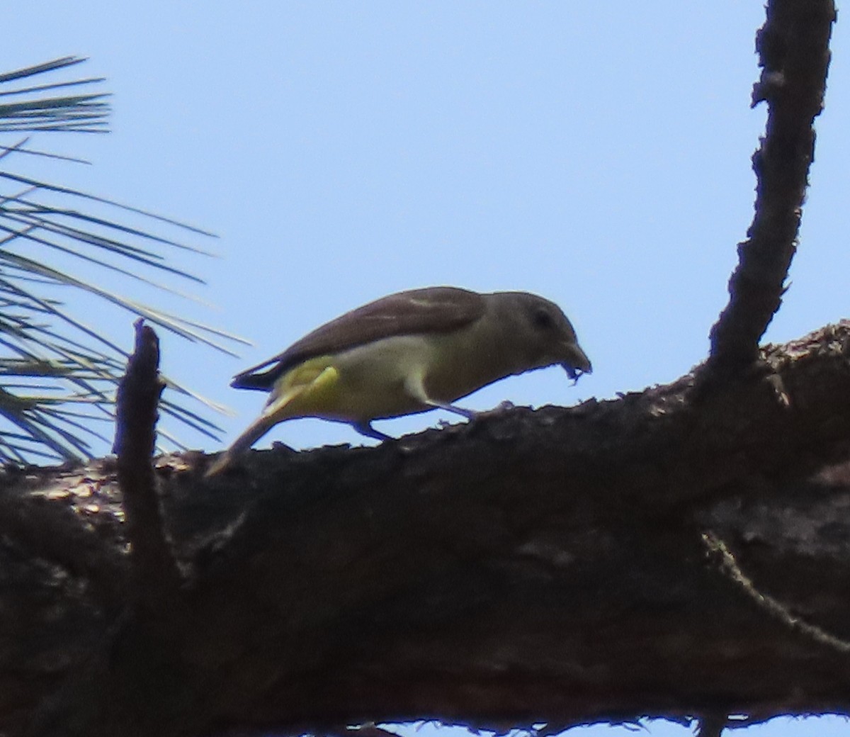 Western Tanager - ML361108731