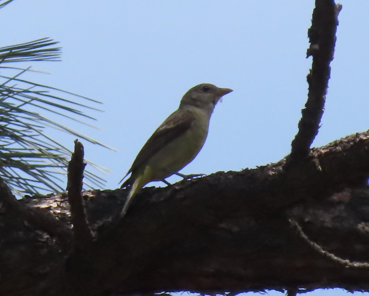 Western Tanager - ML361108791