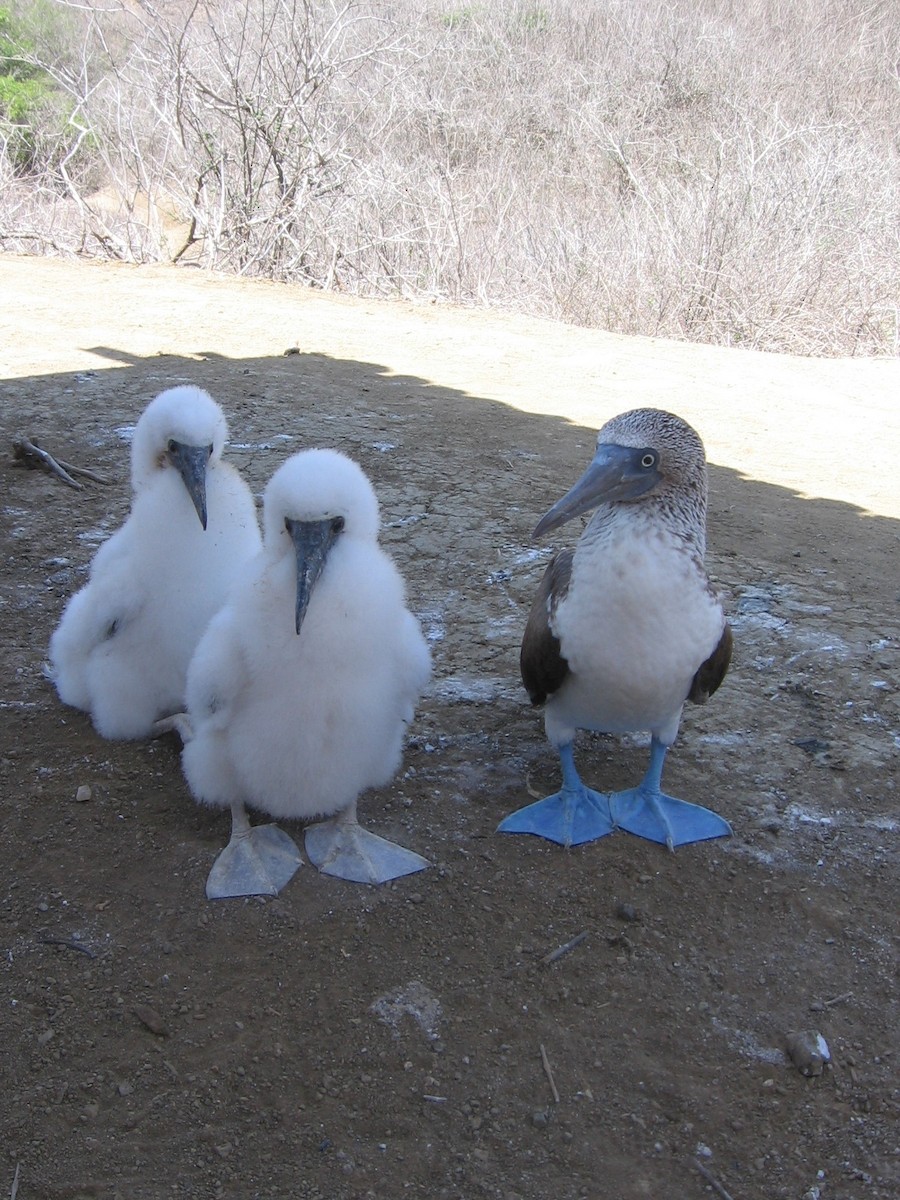 Blue-footed Booby - ML361109061