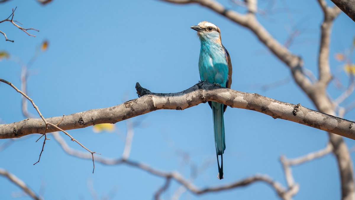Racket-tailed Roller - ML361112731