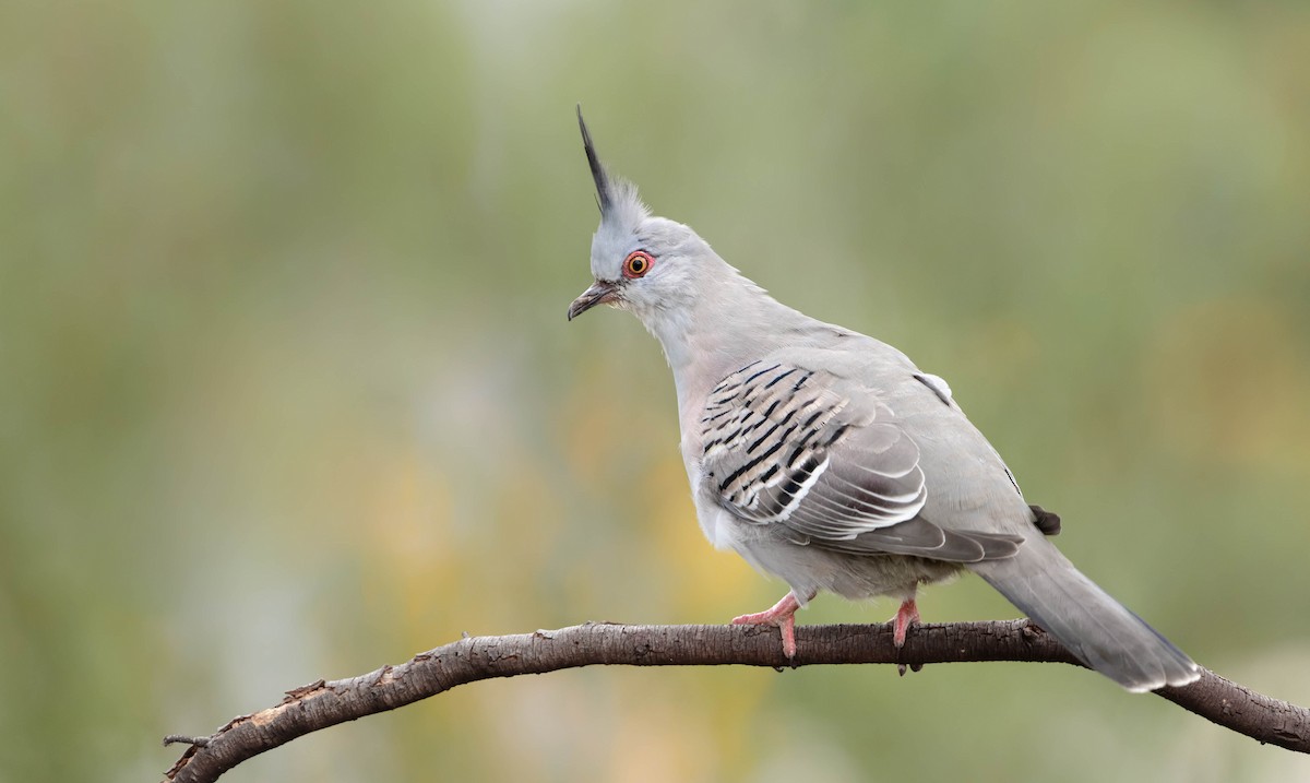 Crested Pigeon - ML361114491