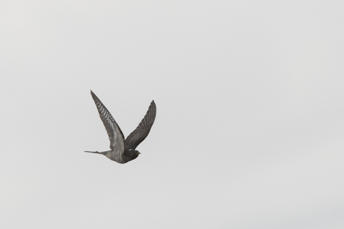 Common Cuckoo - Hans Norelius