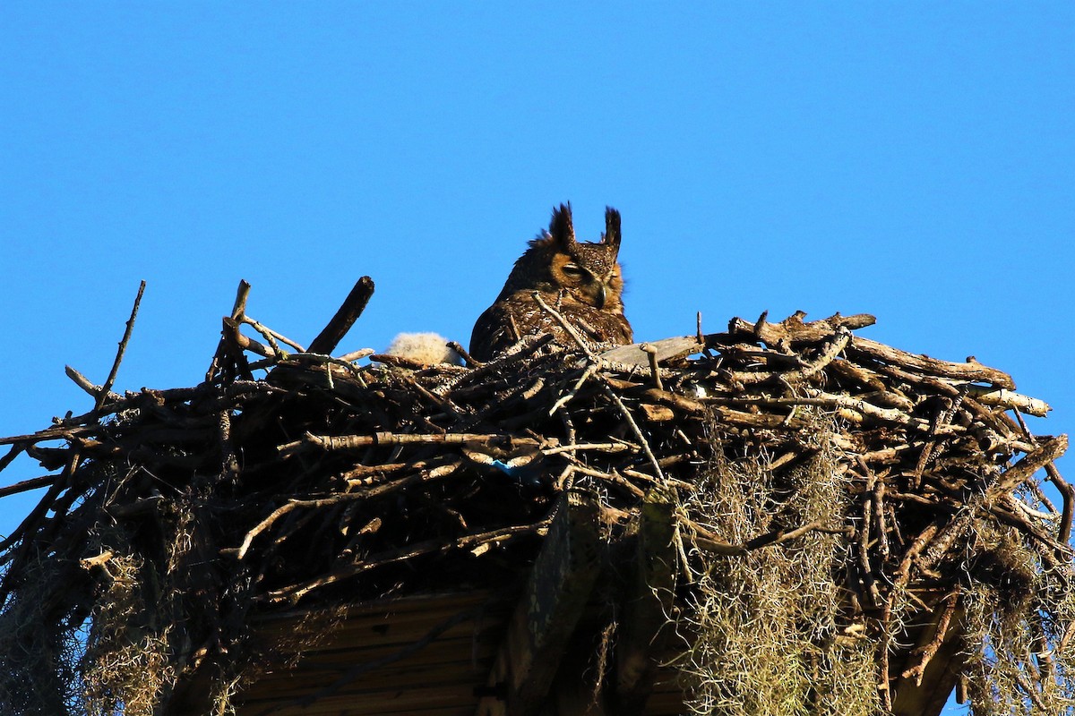 Great Horned Owl - will williams