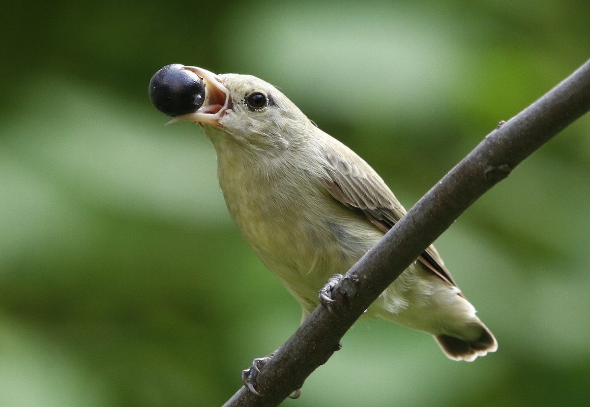 Pale-billed Flowerpecker - ML361123081