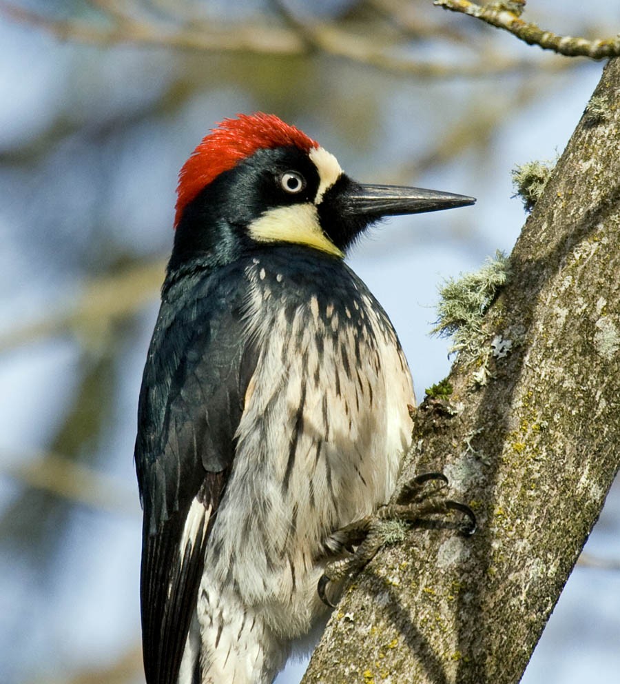 Acorn Woodpecker - ML36112761