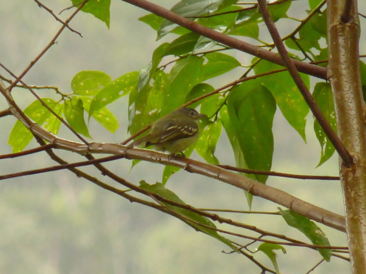 Olive-faced Flatbill - ML36112851