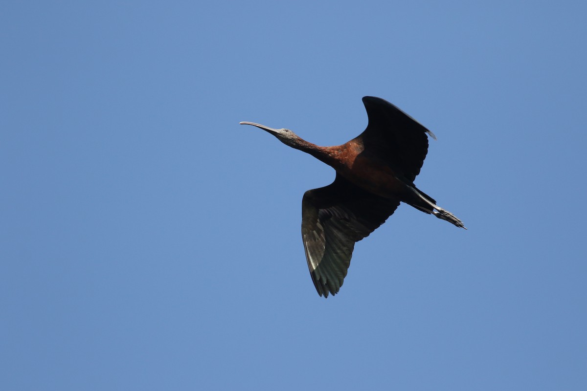 ibis hnědý - ML361129861