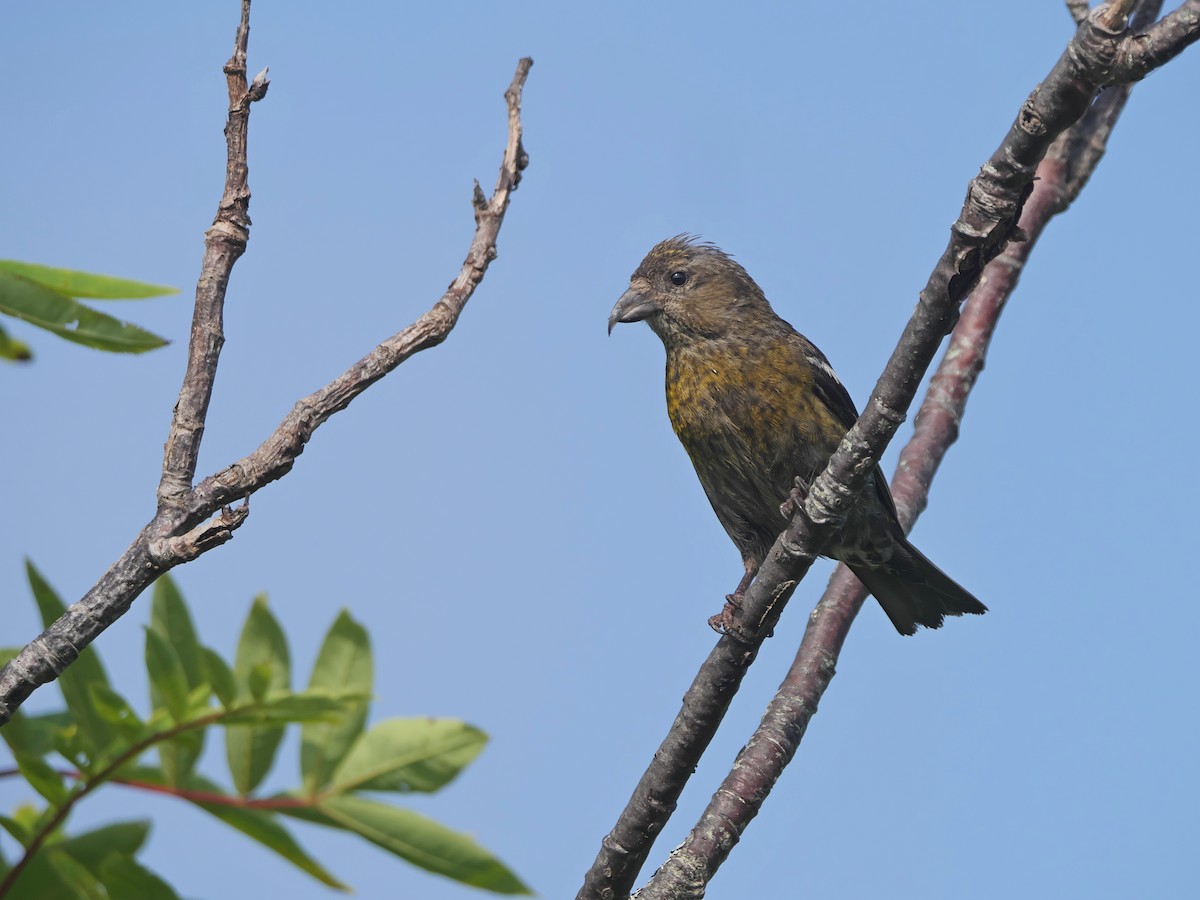 White-winged Crossbill - Rob Edsall
