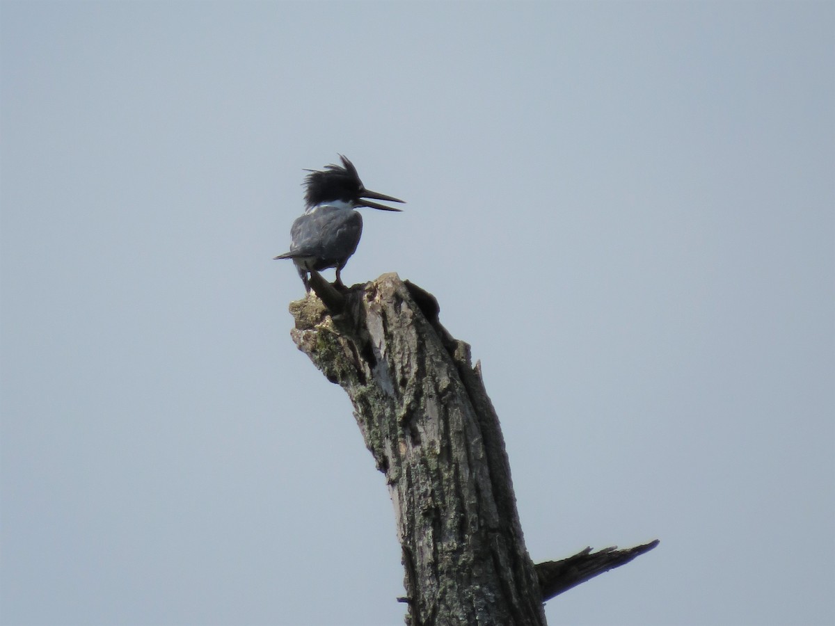 Belted Kingfisher - ML361132881