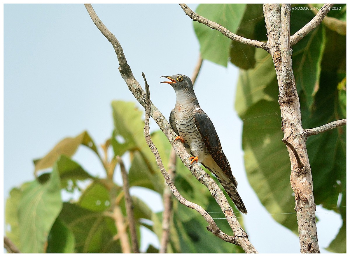 Common Cuckoo - Krissanasak Singkam