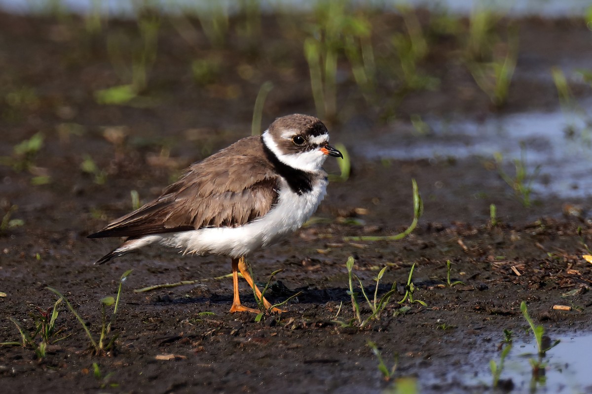 Semipalmated Plover - ML361136031