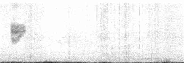 Kara Kulaklı Kuyrukkakan - ML36113881