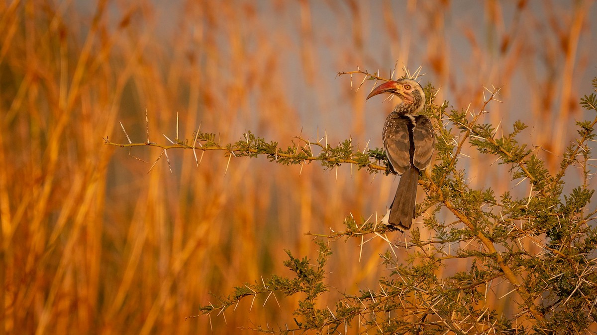 Southern Red-billed Hornbill - Michael Riffel
